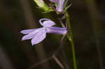 Glade lobelia